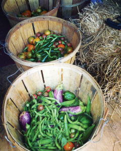 okra, tomatoes, eggplant, and green beans in wood buckets